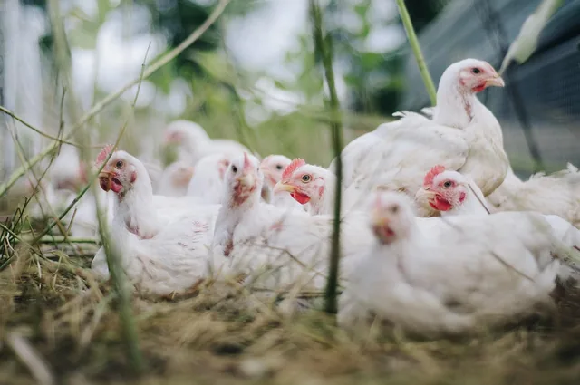 Poultry Production