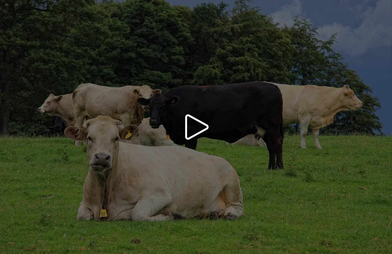 Greenfields cattle grazing in an open pasture